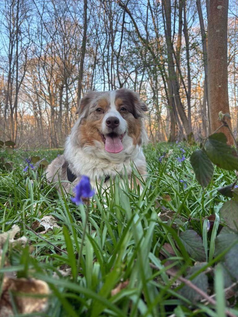 Berger australien heureux couché dans les fleurs en forêt, éducation canine bienveillante Canixcellence