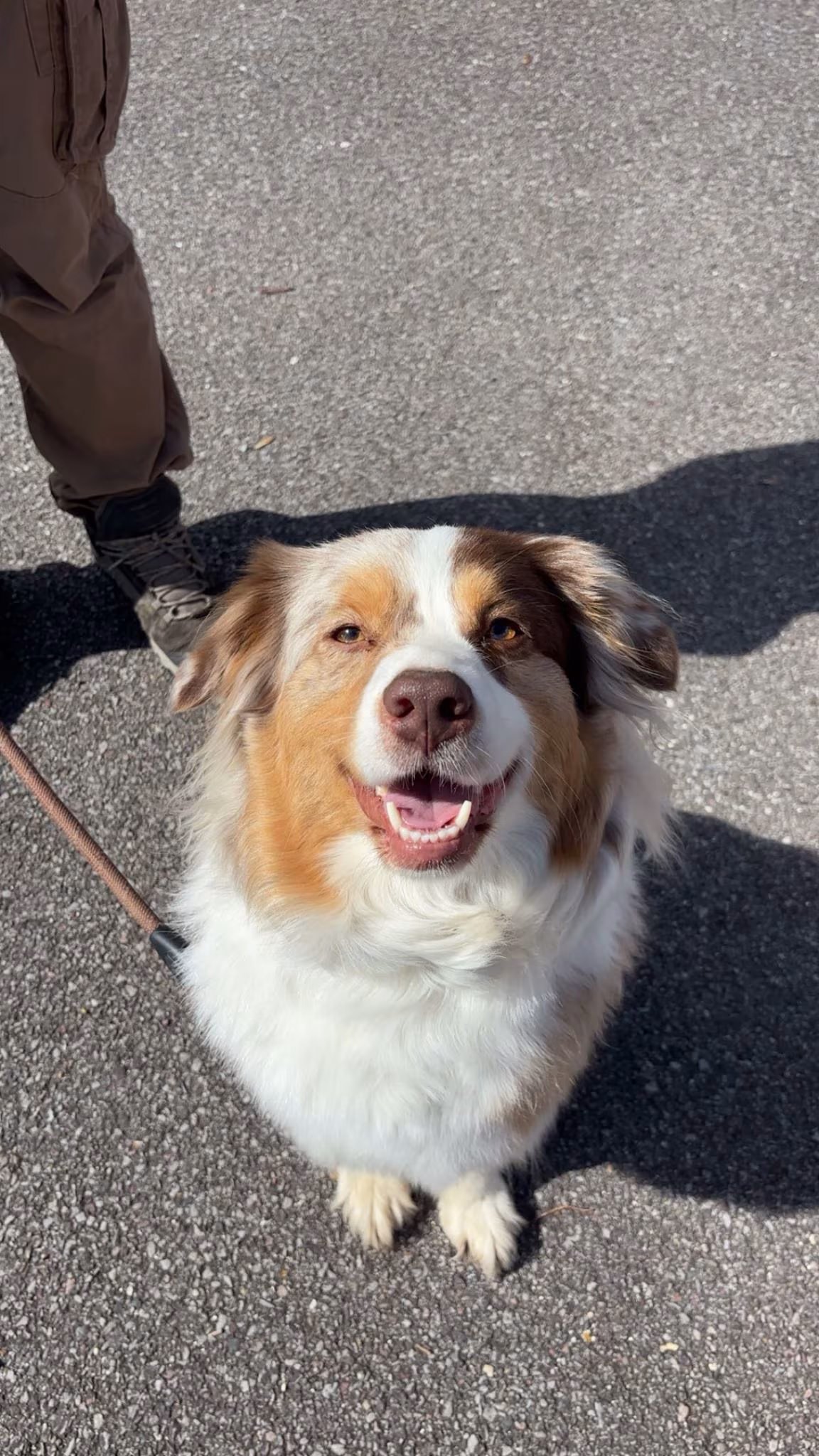 Berger australien souriant en laisse lors d'une séance d'éducation canine à Puiseux-en-France